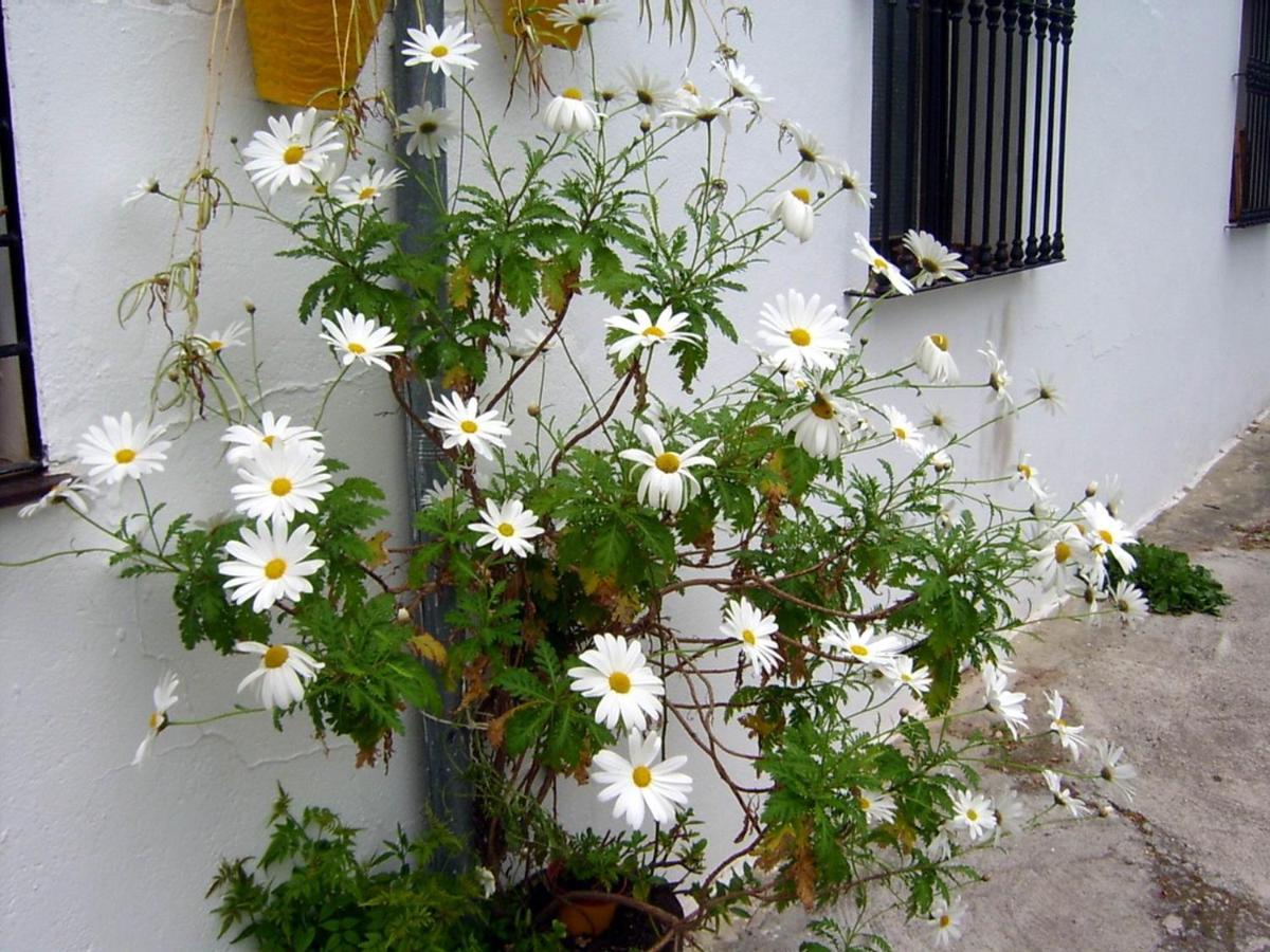 Mi Casa En Benamahoma Apartamento Exterior foto